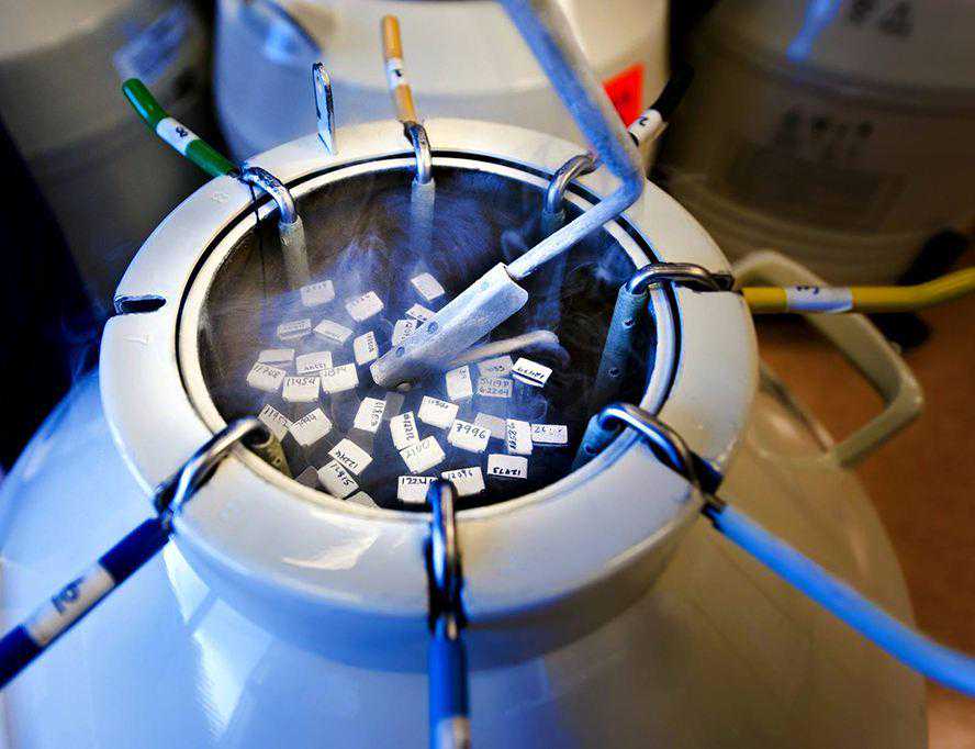 香港验血男女测试报告几天有结果,什么是试管婴儿冷冻胚胎？