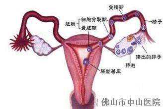 香港验血多少钱 亲身经历详细攻略,精心备孕8个月没怀上医生说我遭遇了排卵障