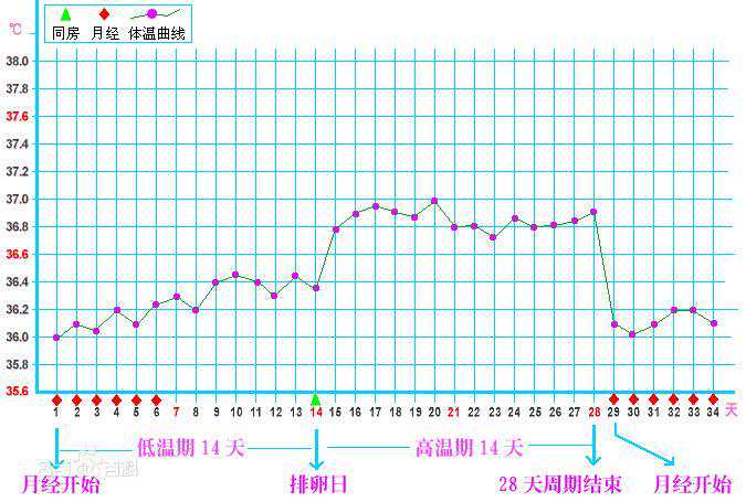 香港验血不要超过几周,备孕经验分享 基础体温的计算方法